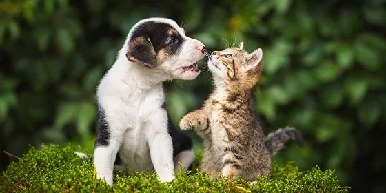 Урок 1: Обзор методов натуропатии. Фитотерапия для собак и кошек: важные отличия и нюансы