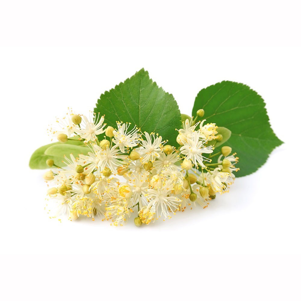  Липа сердцевидная 