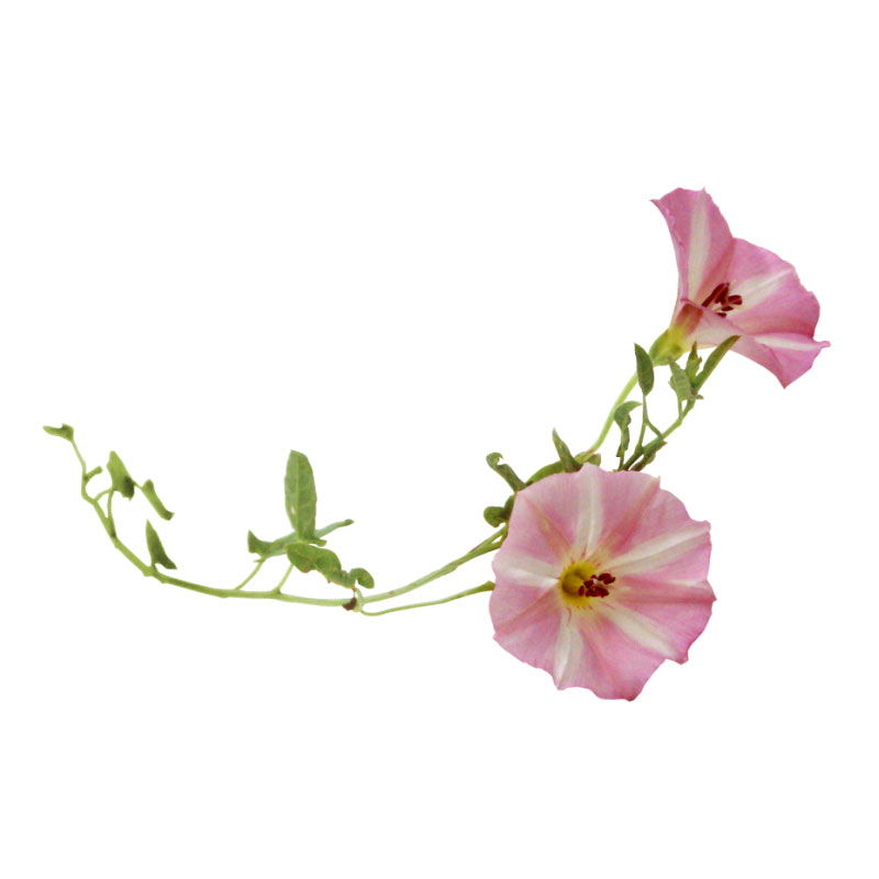  Вьюнок полевой 