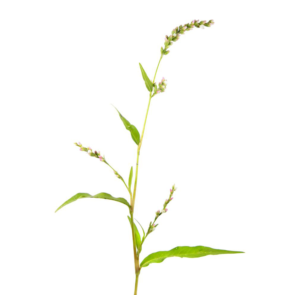  Горец почечуйный 