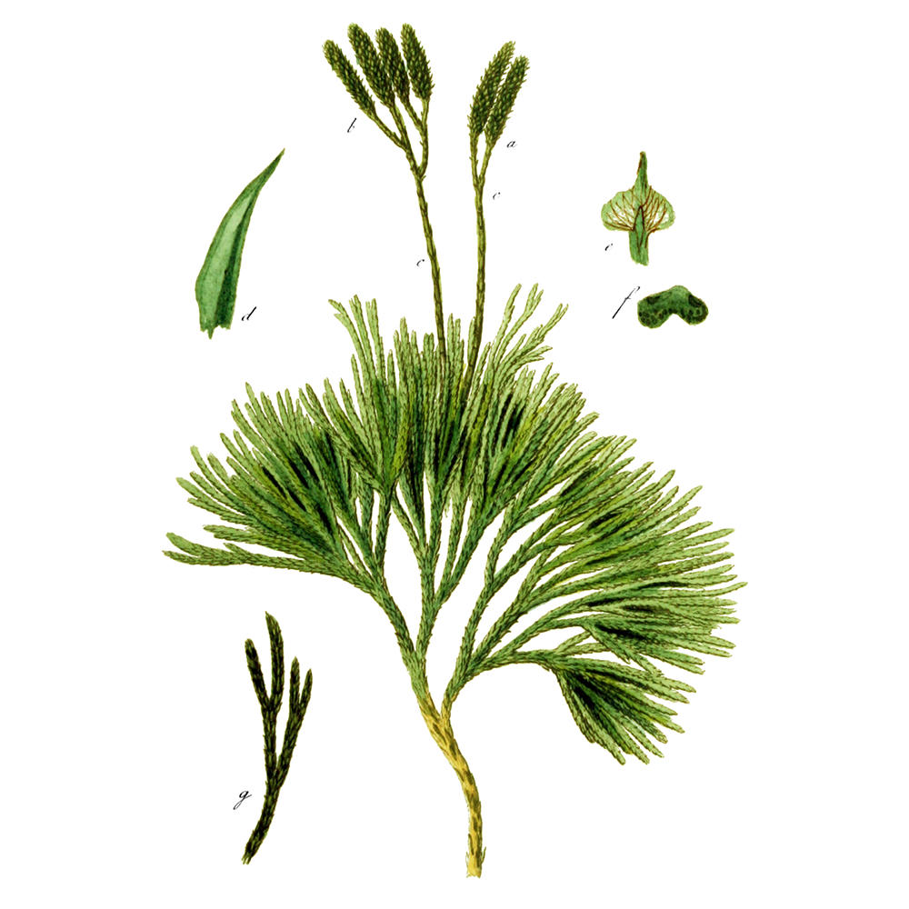  Плаун сплюснутый  