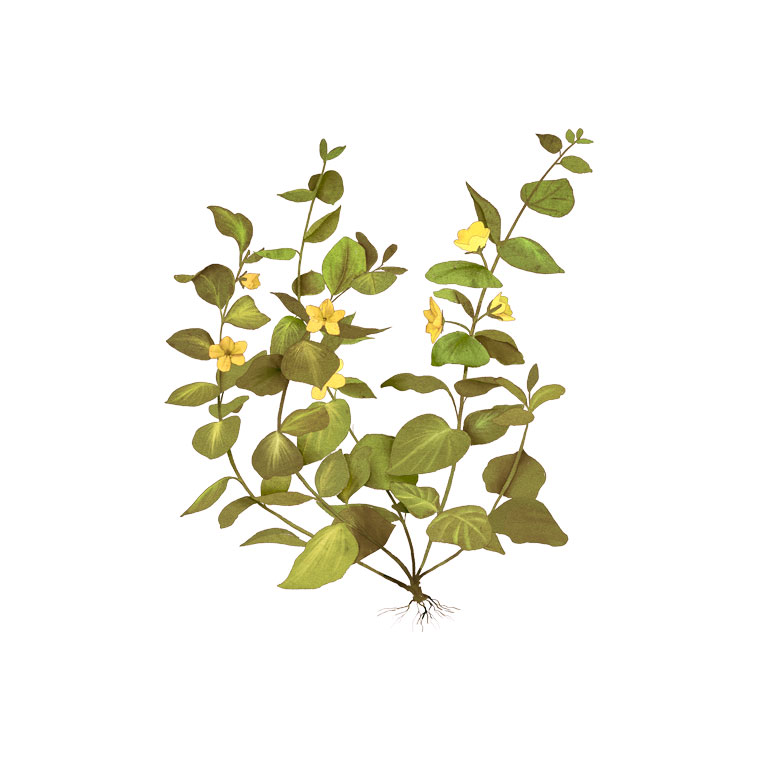  Вербейник монетчатый 