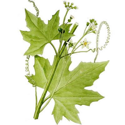  Переступень белый 