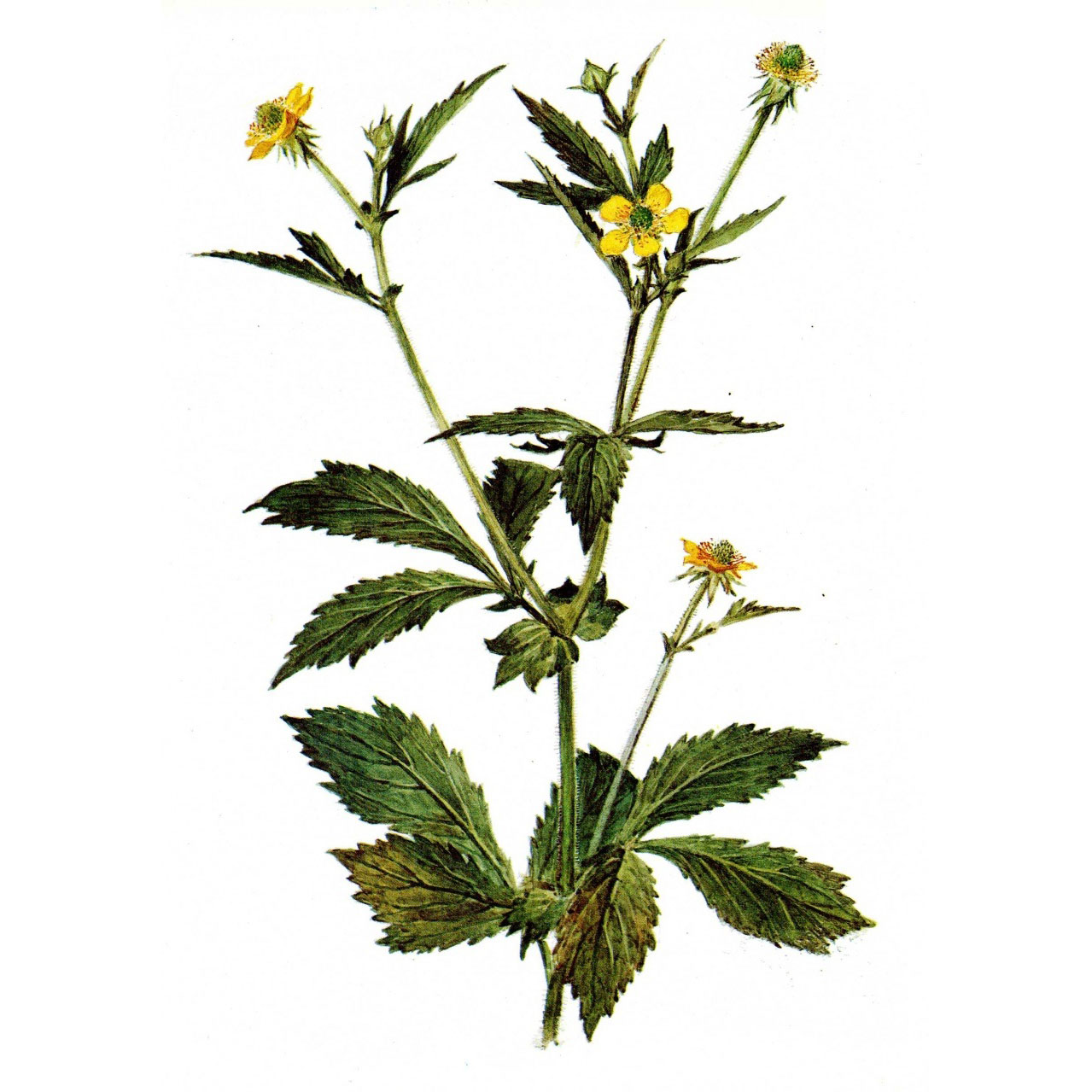  Гравилат городской 