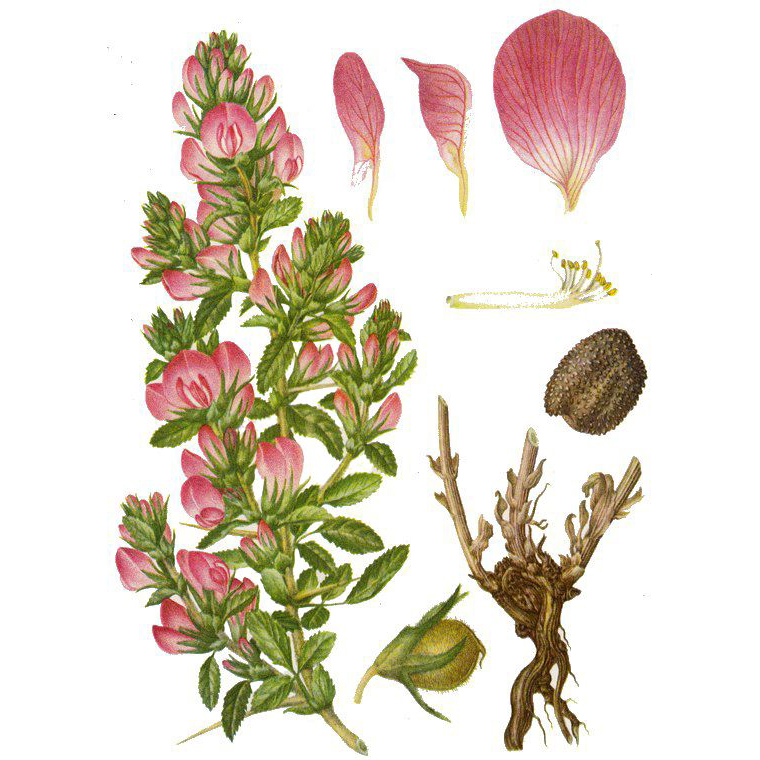  Стальник полевой 