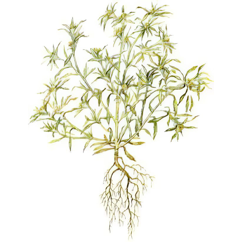  Сушеница топяная 