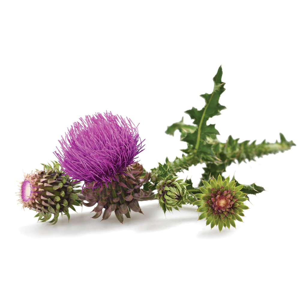  Татарник колючий 