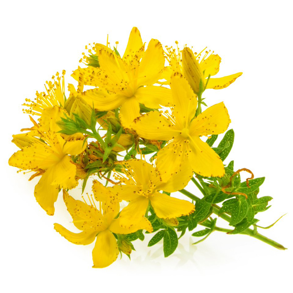  Зверобой продырявленный 