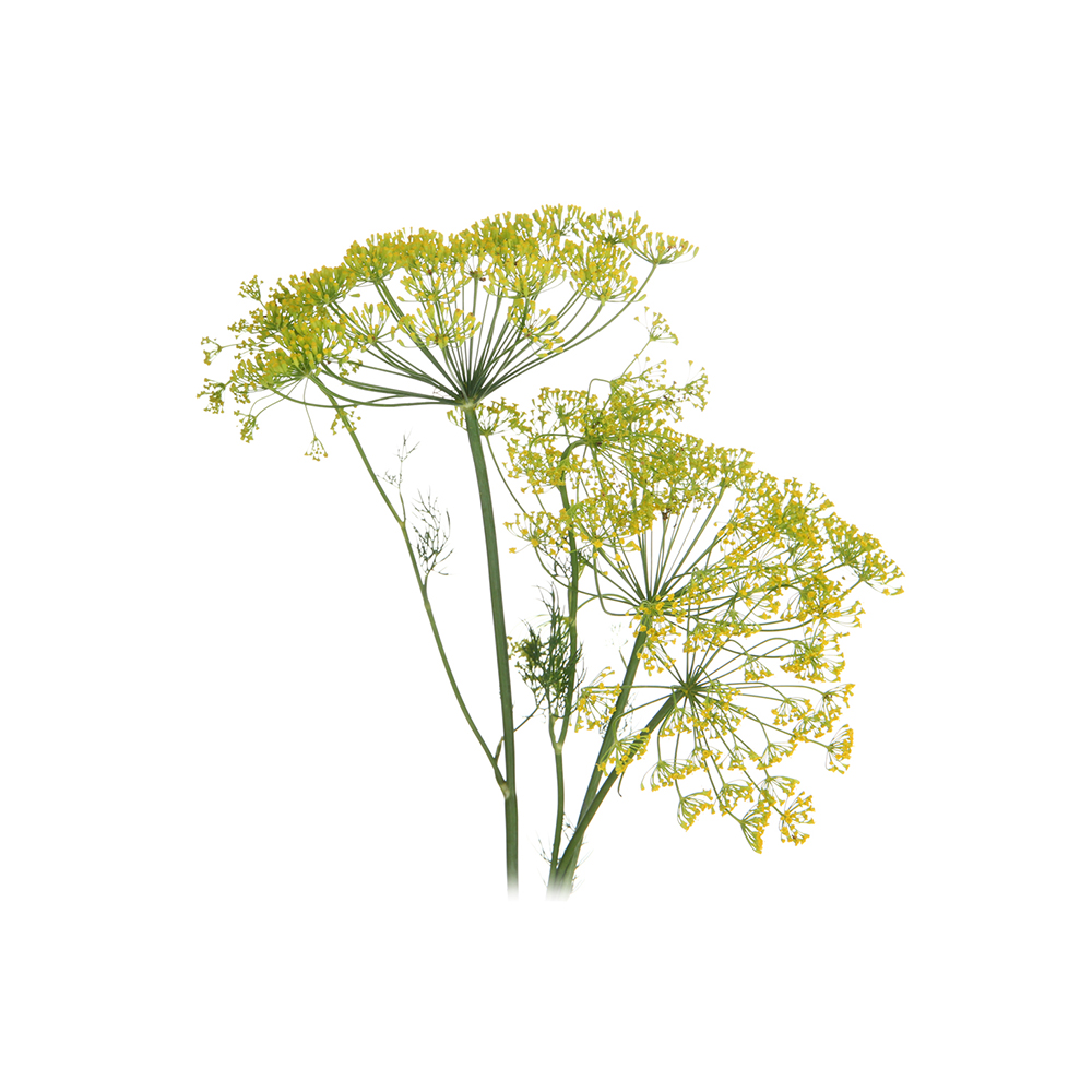  Укроп пахучий 