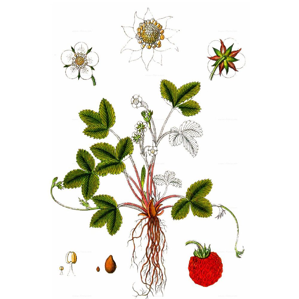  Земляника обыкновенная 