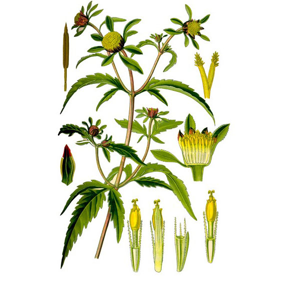  Череда трёхраздельная 