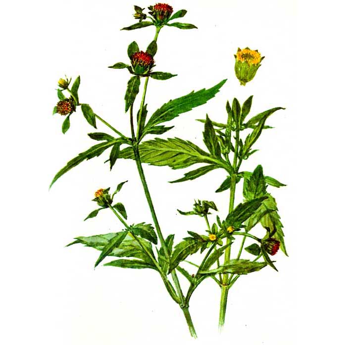  Череда лучистая 