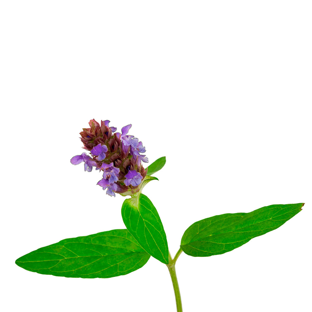  Черноголовка обыкновенная 