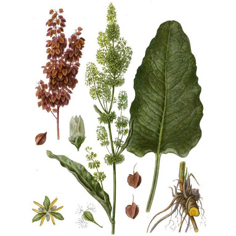  Щавель конский 