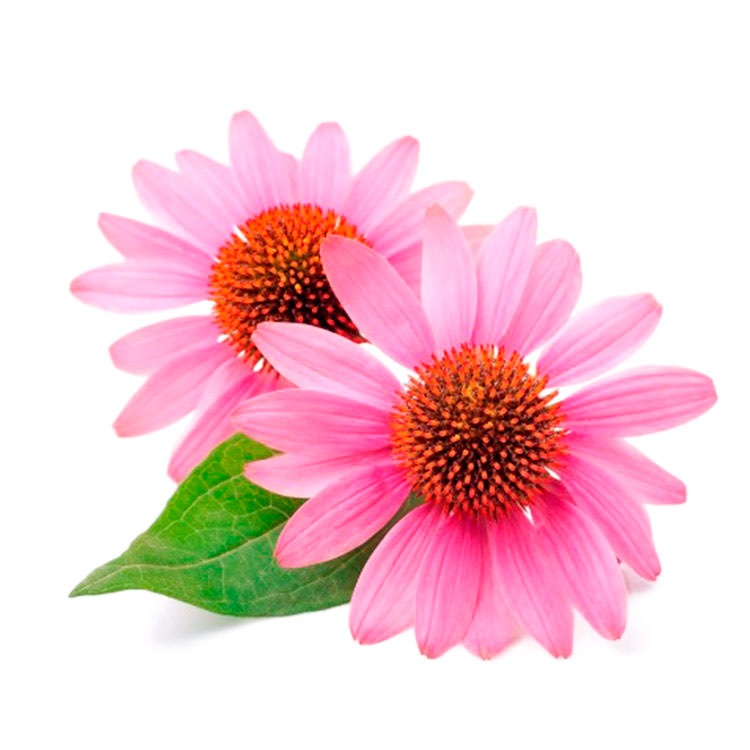  Эхинацея пурпурная 