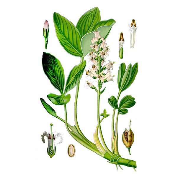  Вахта трехлистная 