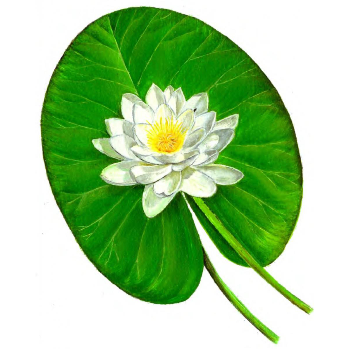  Кувшинка белая 