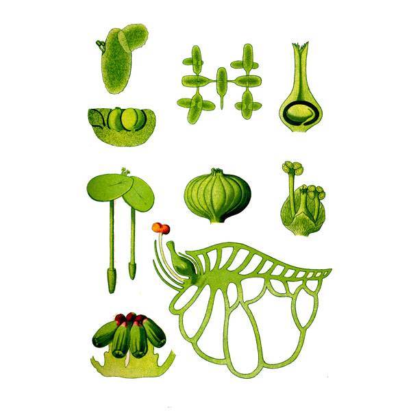  Ряска маленькая 