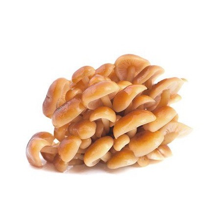  Опенок зимний 