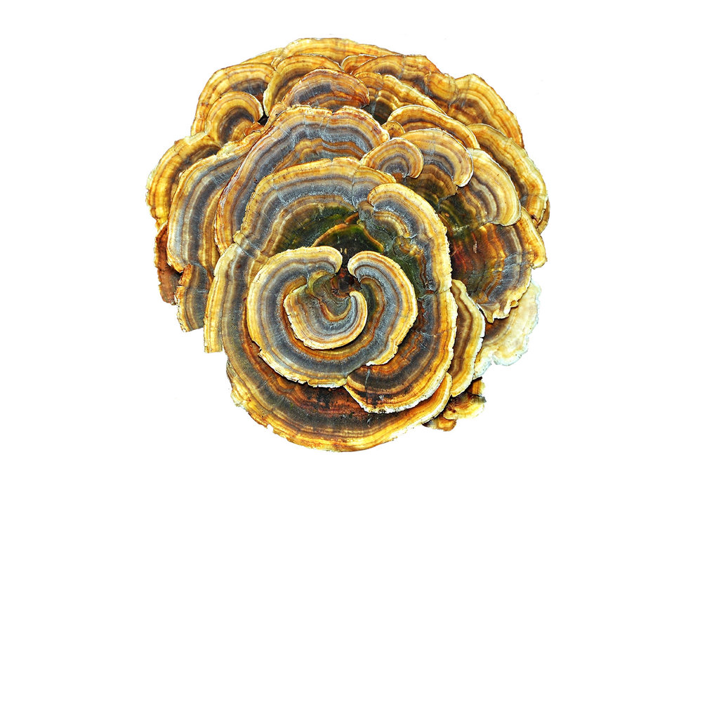  Траметес разноцветный 