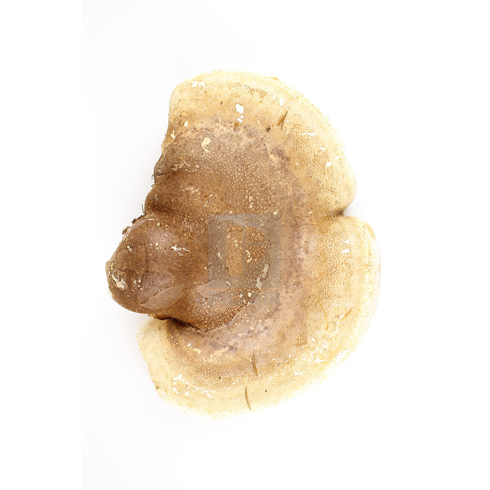  Трутовик березовый 