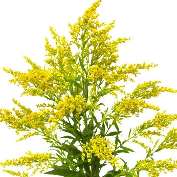  Золотарник обыкновенный 