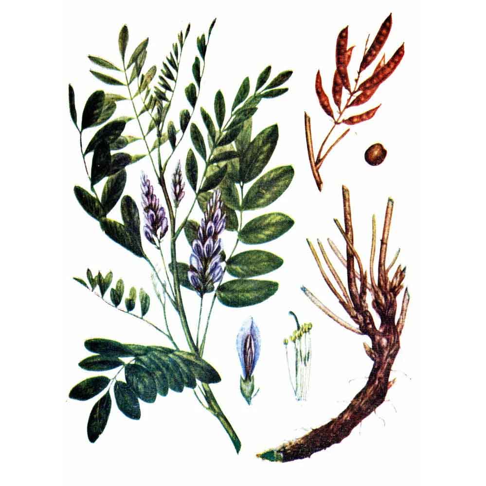  Солодка голая 