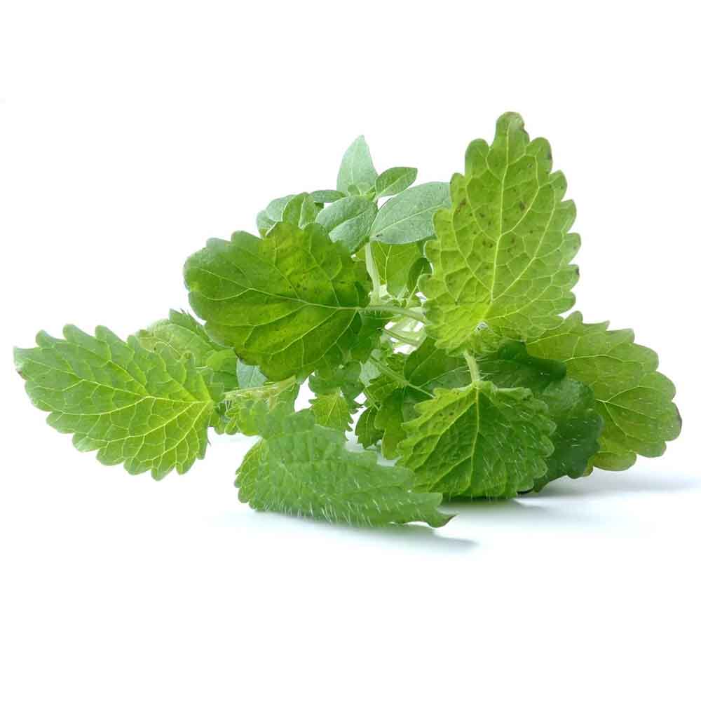  Мелисса лекарственная 