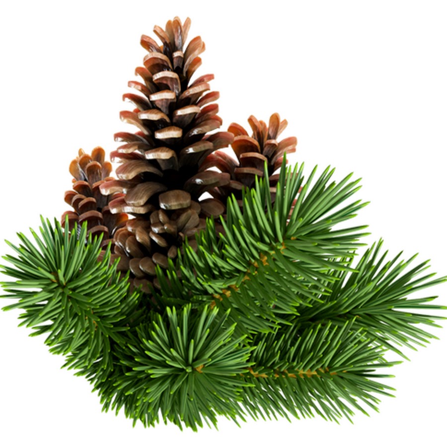  Пихта сибирская 