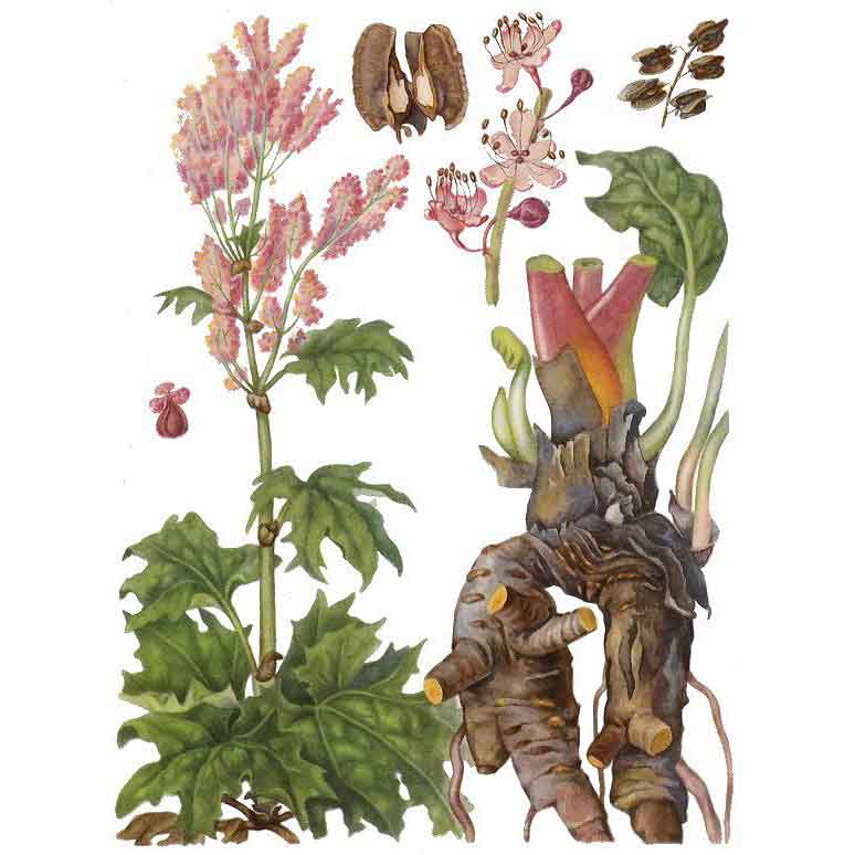  Ревень пальчатый 