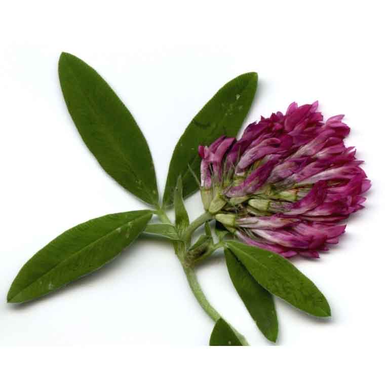  Клевер средний 