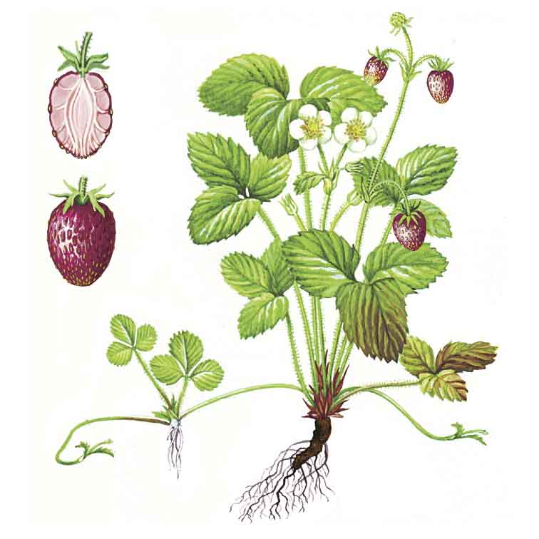  Земляника мускатная 