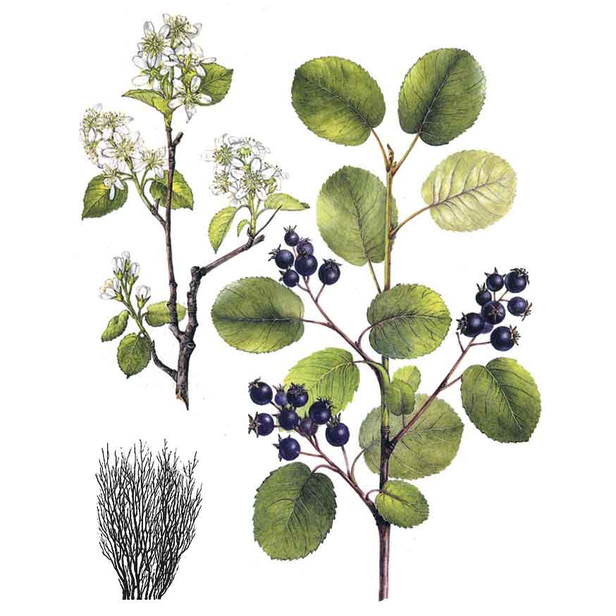  Ирга круглолистная 