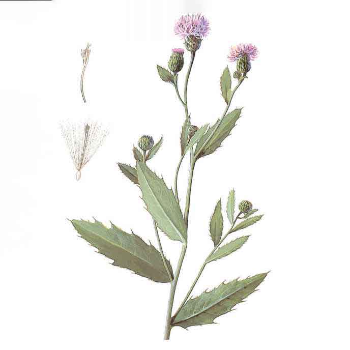  Бодяк щетинистый 