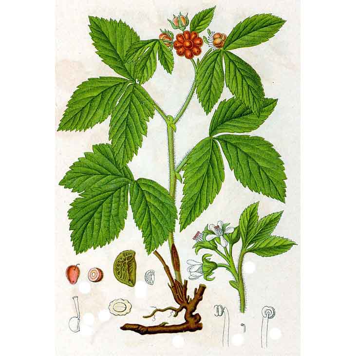  Костяника каменистая 