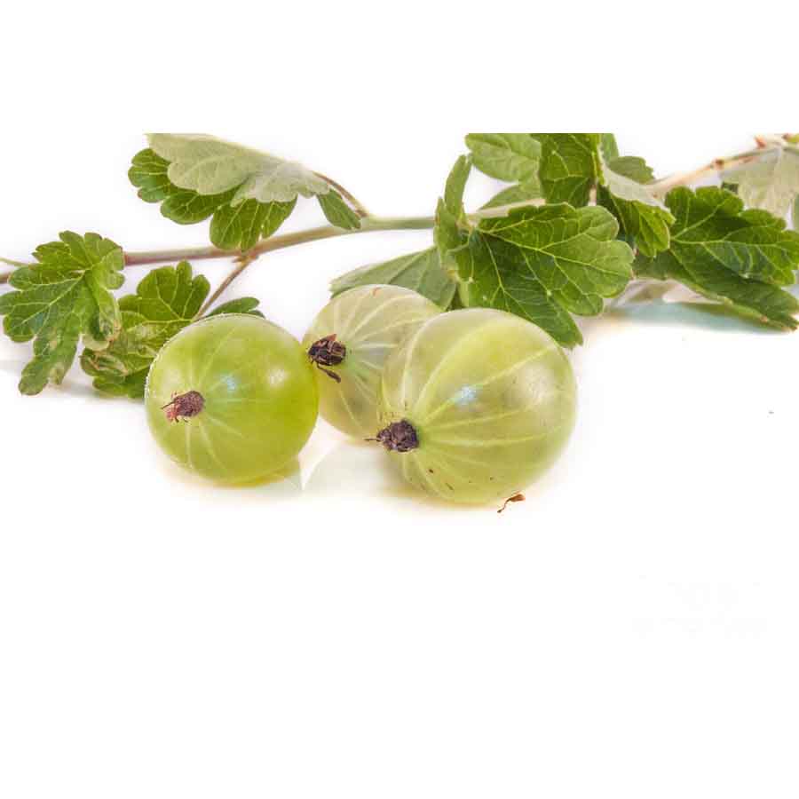  Крыжовник обыкновенный 