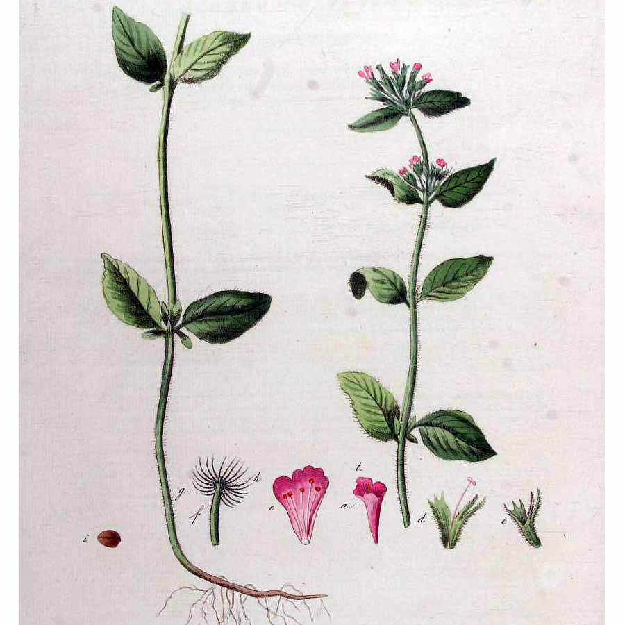  Пахучка обыкновенная 