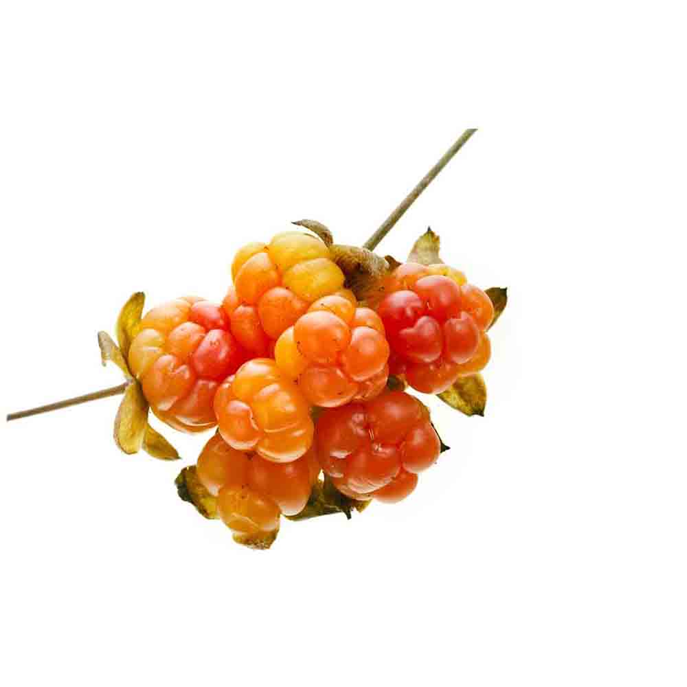  Морошка арктическая 