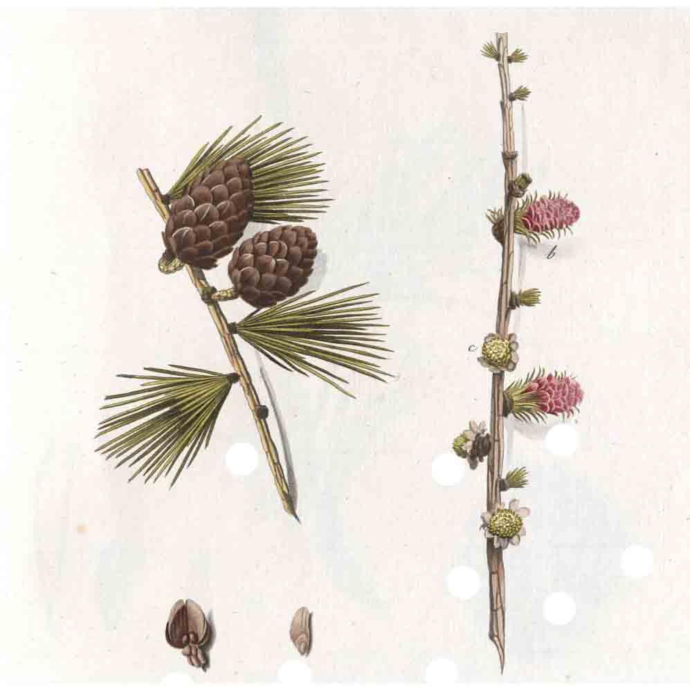  Лиственница сибирская 