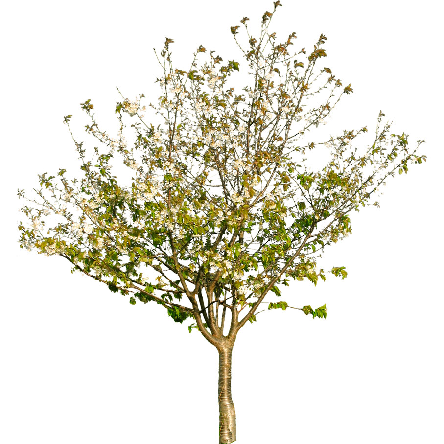  Яблоня лесная 