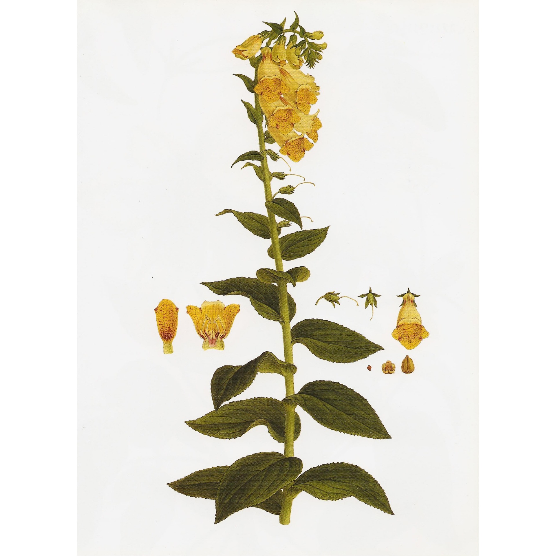  Наперстянка крупноцветковая 