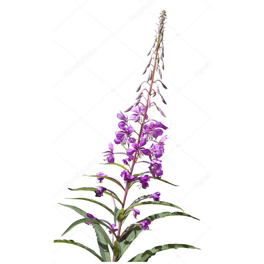  Кипрей мелкоцветковый 