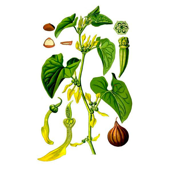  Кирказон обыкновенный 