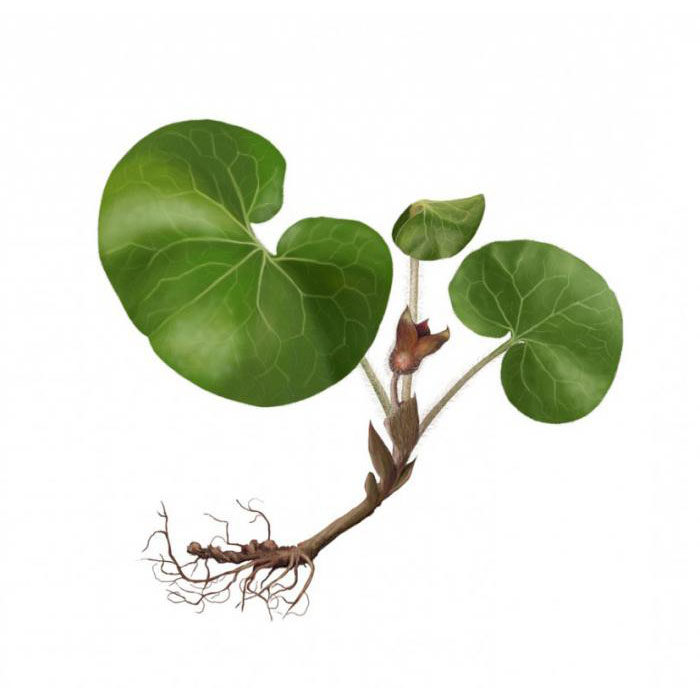  Копытень европейский 