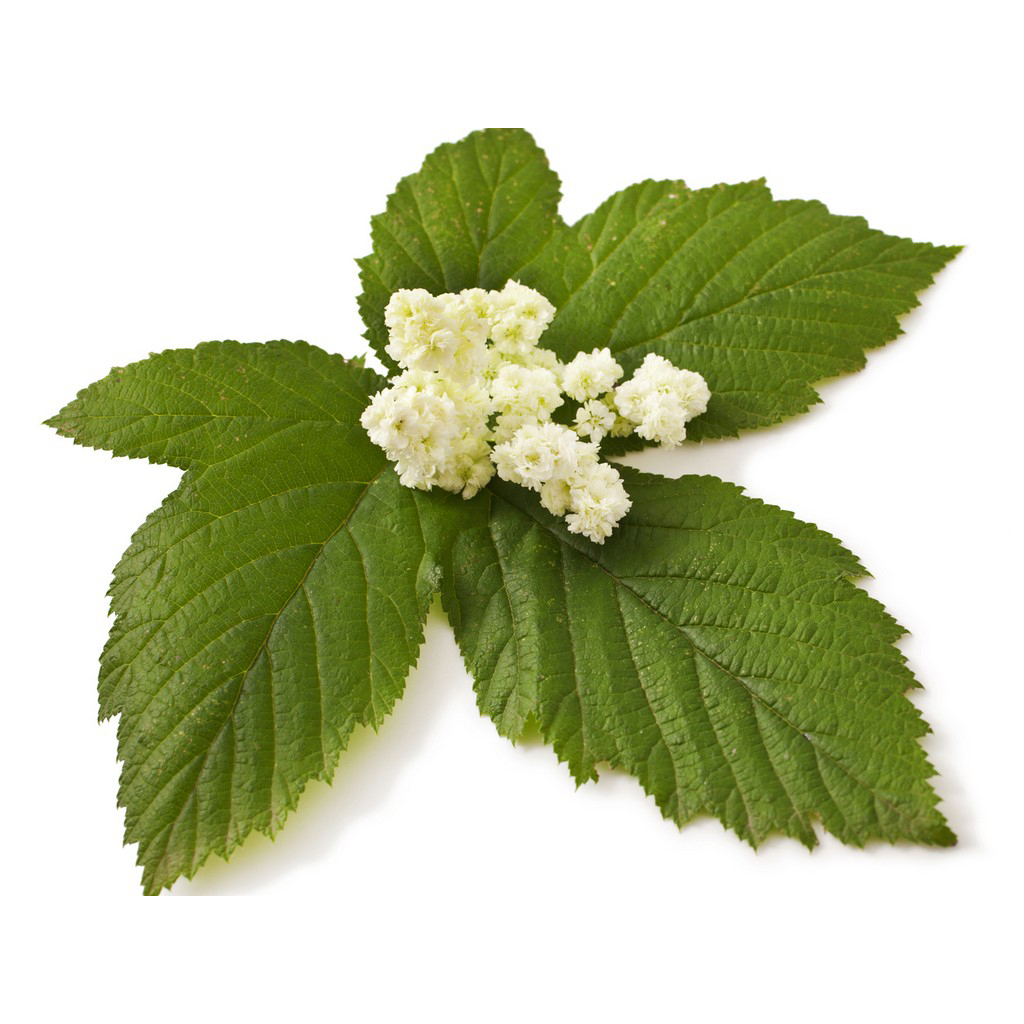  Лабазник вязолистный 