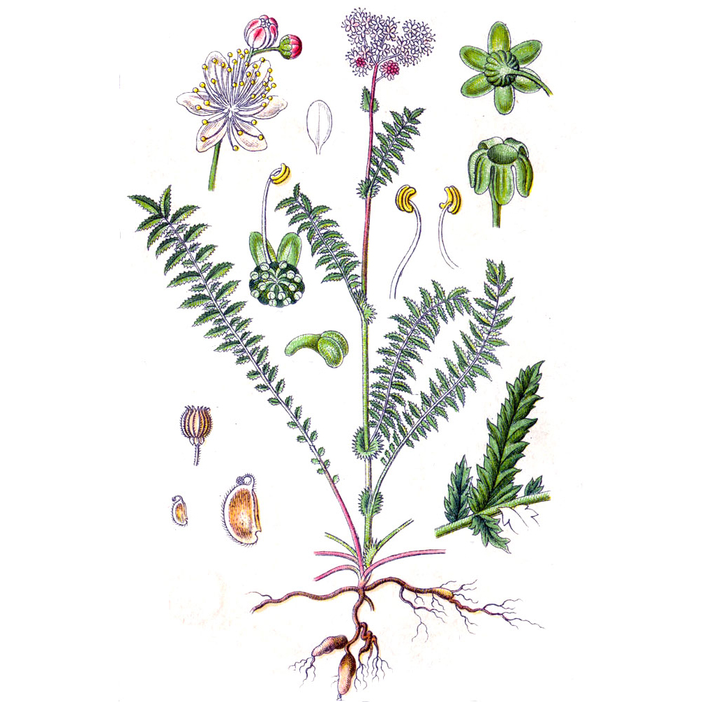  Лабазник обыкновенный 