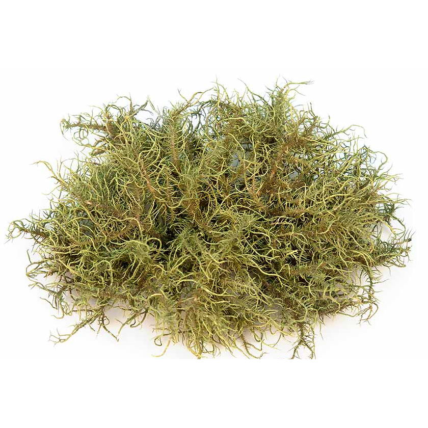  Уснея густобородая 