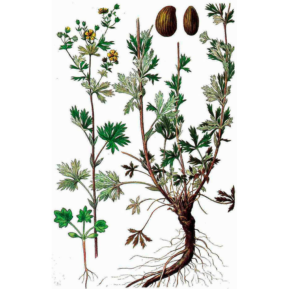  Лапчатка серебристая 