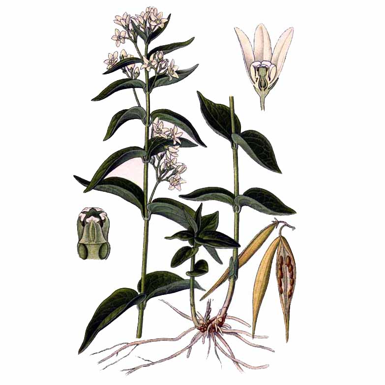  Ластовень ласточкин 