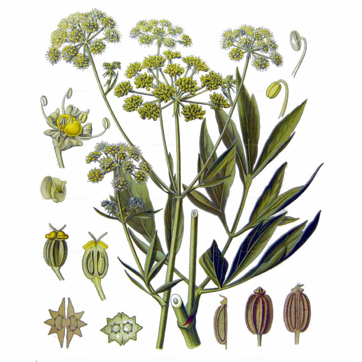  Любисток лекарственный 